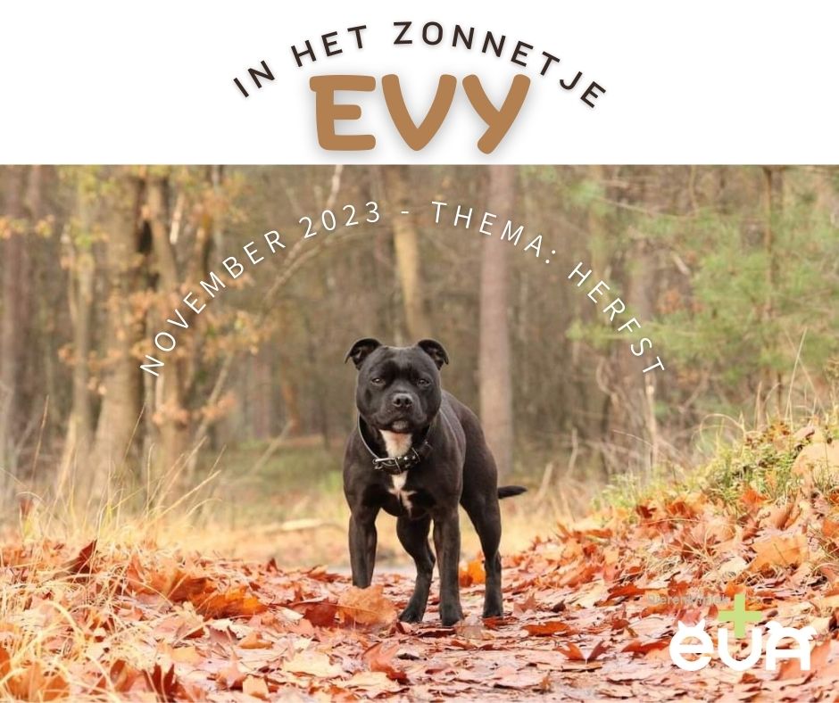 In het Zonnetje: EVY