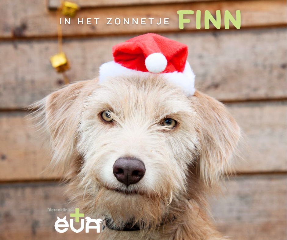 In het (Kerst) Zonnetje: FINN