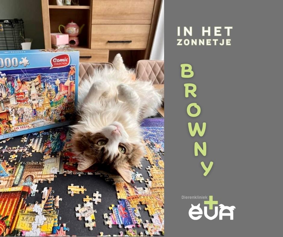 In het (Blue Monday) Zonnetje: BROWNY