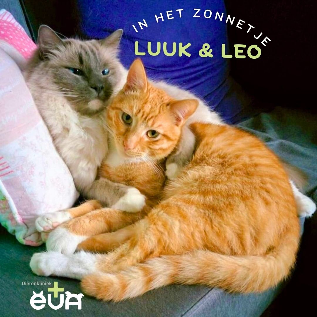 In het (Liefdes)Zonnetje: LUUK & LEO