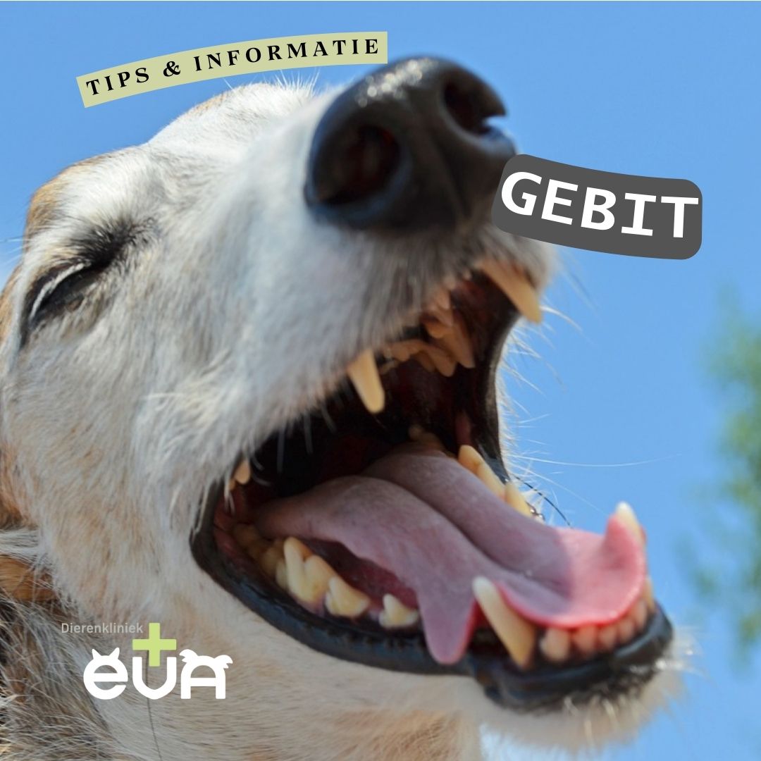 Info & tips voor een tiptop gebit