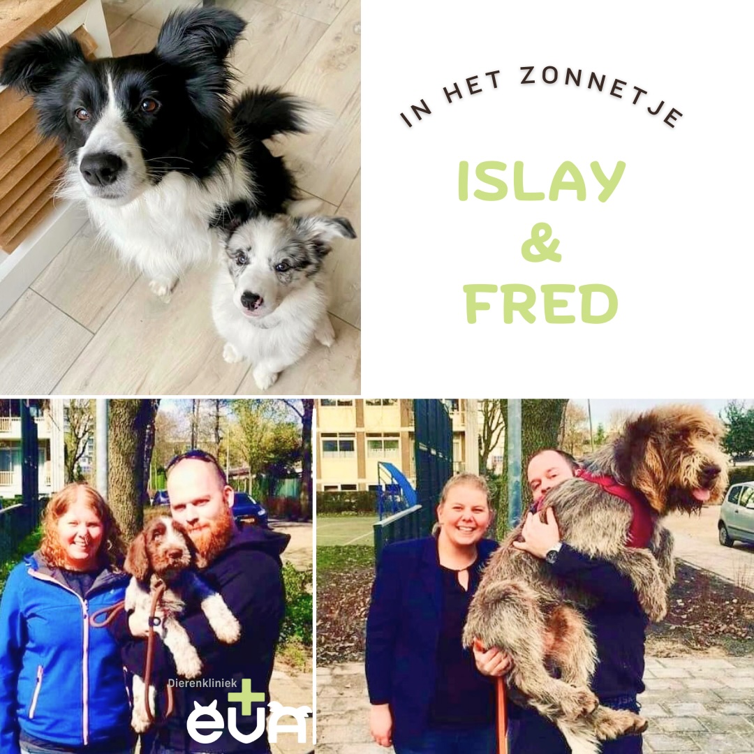 De (Puppy)Zonnetjes: ISLAY & FRED