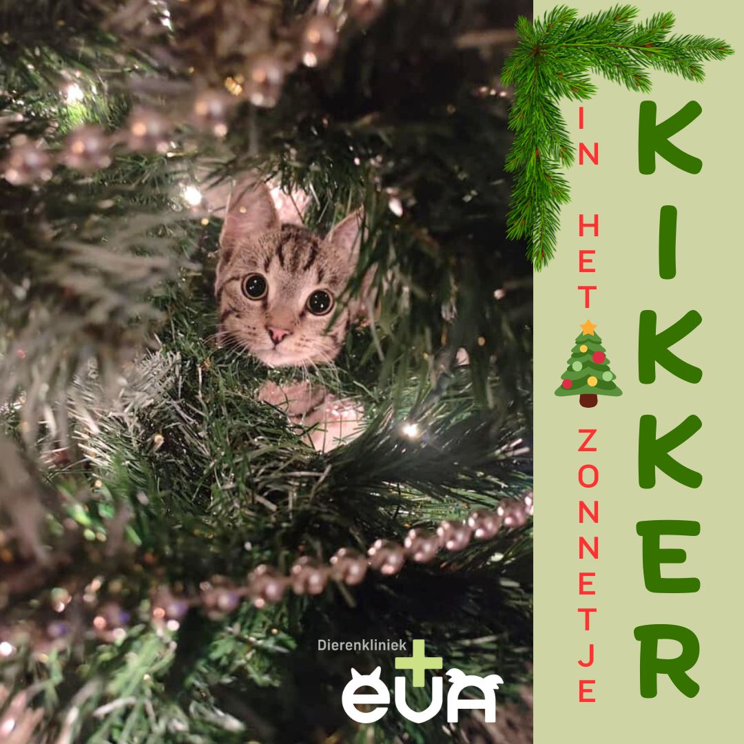 In het (Kerst) Zonnetje: KIKKER