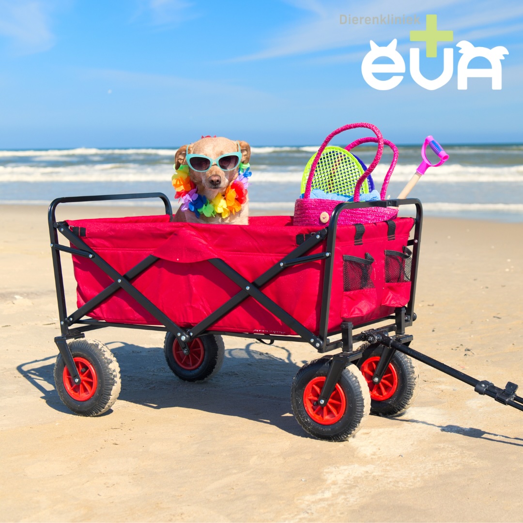 Op vakantie met je huisdier? Maak tijdig een afspraak!