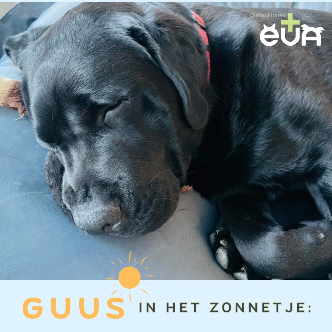 In het Zonnetje: GUUS