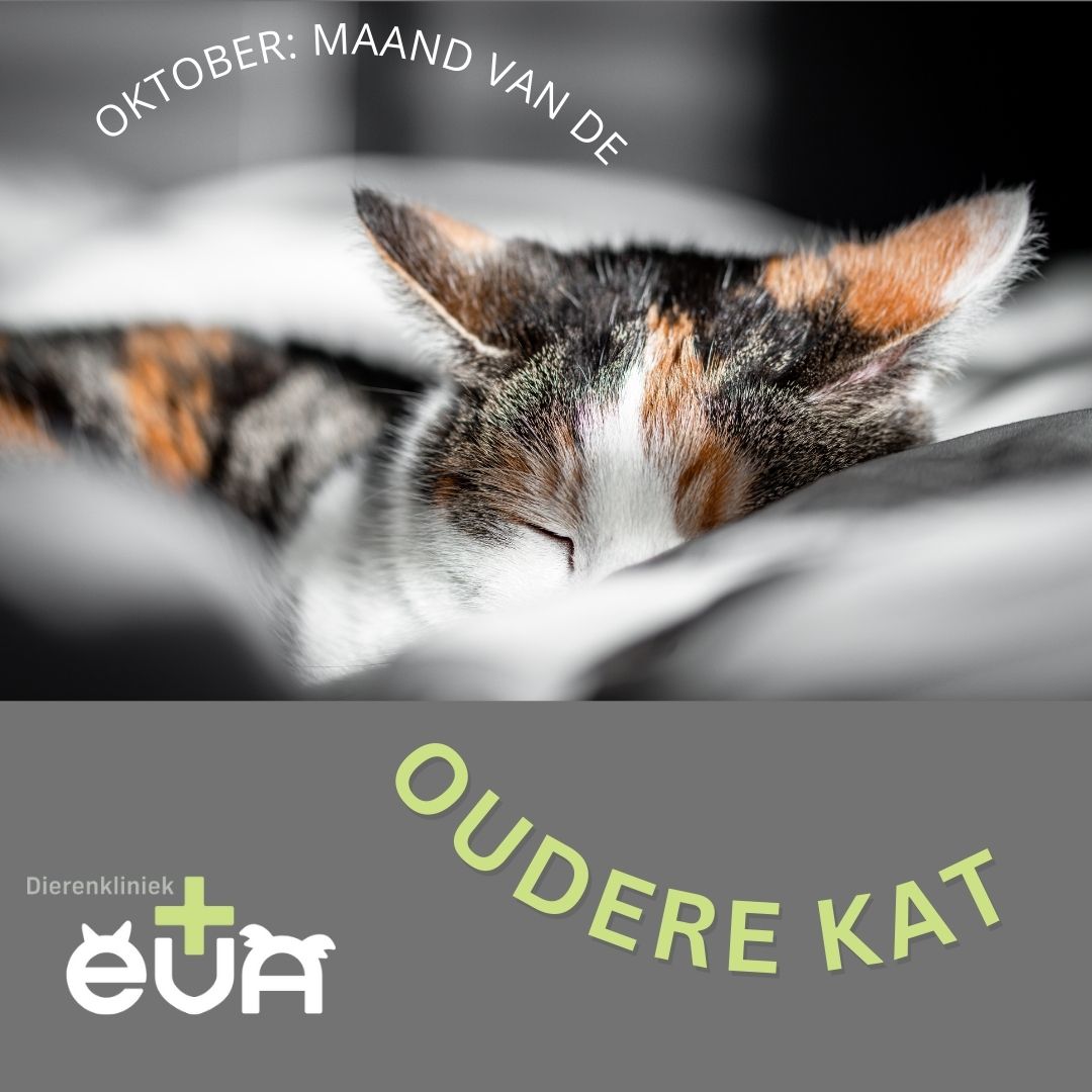 Oktober = Maand van de oudere kat