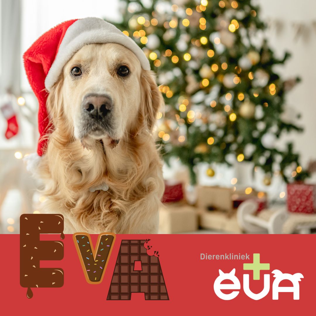 December-Tips voor huisdieren